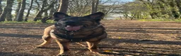 German Shepherd dogs for sale: Male German shepherd 7years - Advert 19