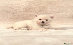 Pomsky dogs for sale: perfect husky markings Pomsky puppies for sale - Image 14