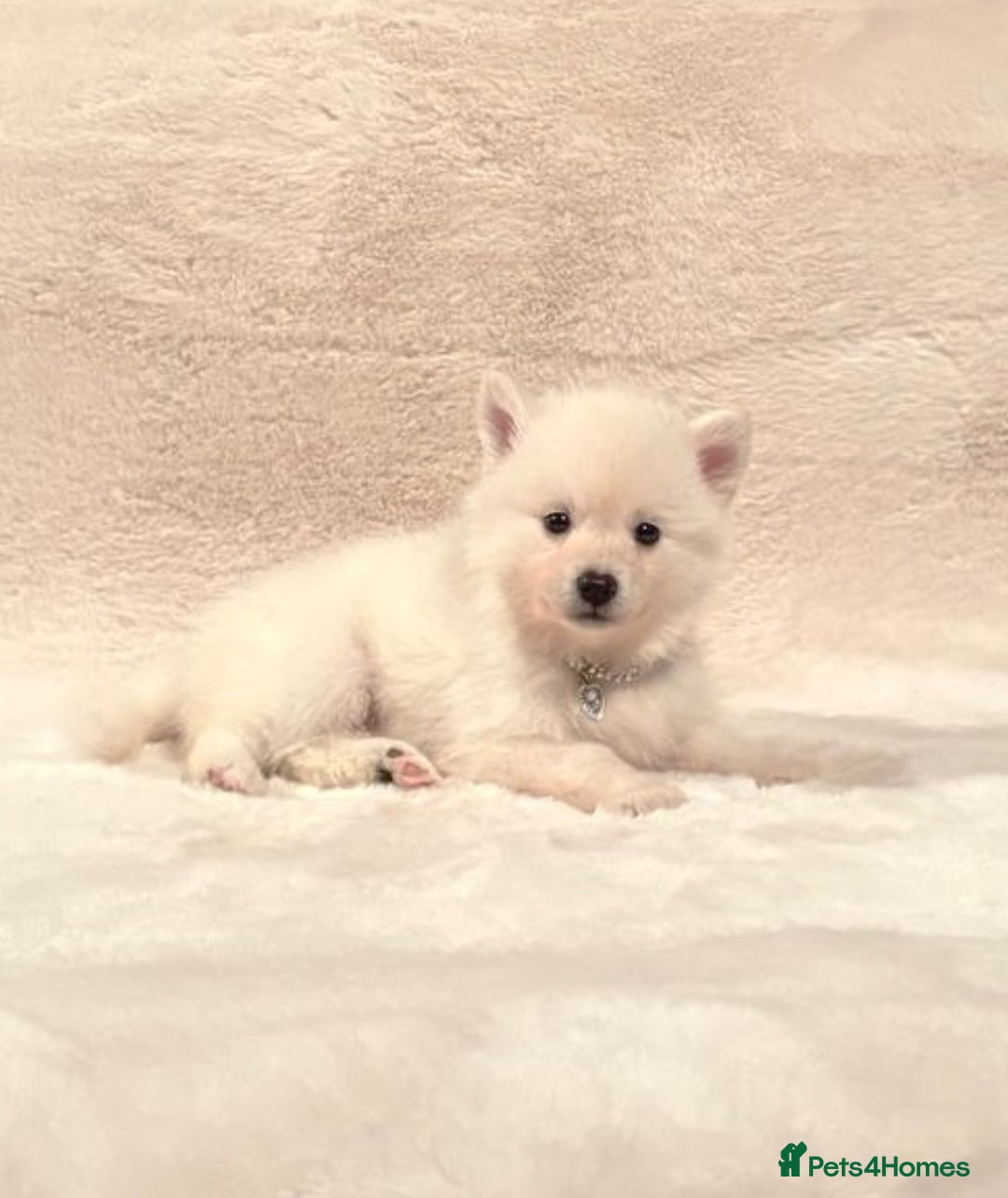 Pomsky dogs for sale: perfect husky markings Pomsky puppies for sale - Image 14