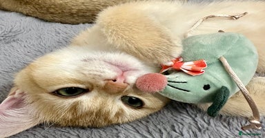 British Shorthair cats British Shorthair Golden kitten GCCF - Advert 4