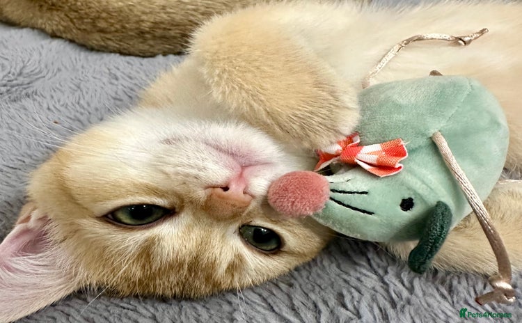 British Shorthair cats British Shorthair Golden kitten GCCF - Advert 2