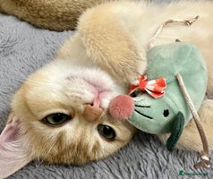 British Shorthair cats British Shorthair Golden kitten GCCF - Advert 4