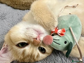 British Shorthair cats British Shorthair Golden kitten GCCF - Advert 2