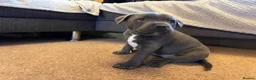 Staffordshire Bull Terrier dogs for sale: Staffordshire Bull Terrier puppies KC registered  - Advert 24