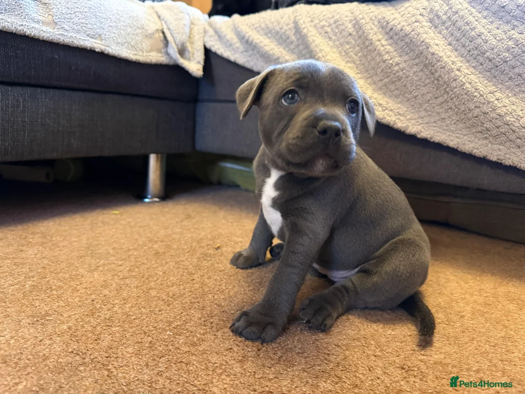 Staffordshire Bull Terrier dogs for sale: Staffordshire Bull Terrier puppies KC registered  - Advert 24