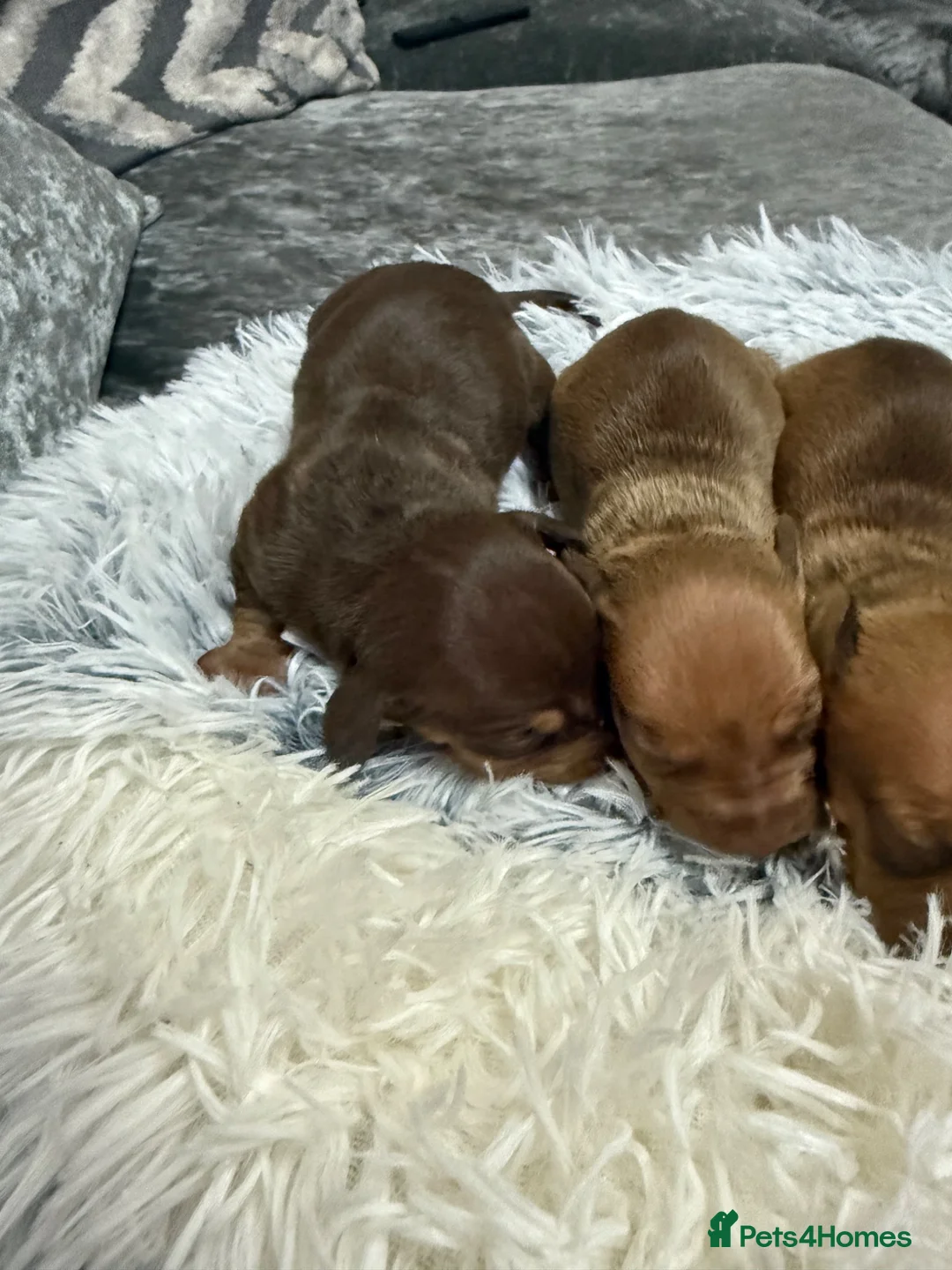 Miniature Dachshund dogs for sale: 4 beautiful boys available  in Wigan - Advert 10
