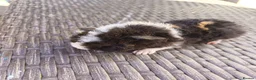 Guinea Pig rodents for sale: 2 baby girl guinea pigs  - Advert 3