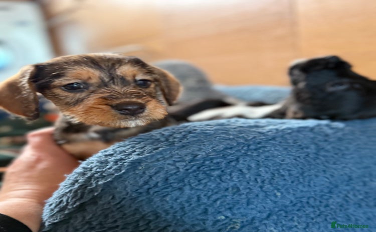 Dachshund dogs Wire haired dachshund puppies 🐾❤️ - Advert 5