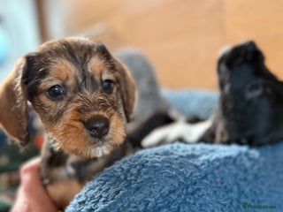 Dachshund dogs Wire haired dachshund puppies 🐾❤️ - Advert 2