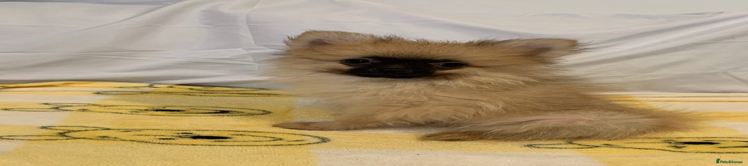 Pomeranian Puppy 1