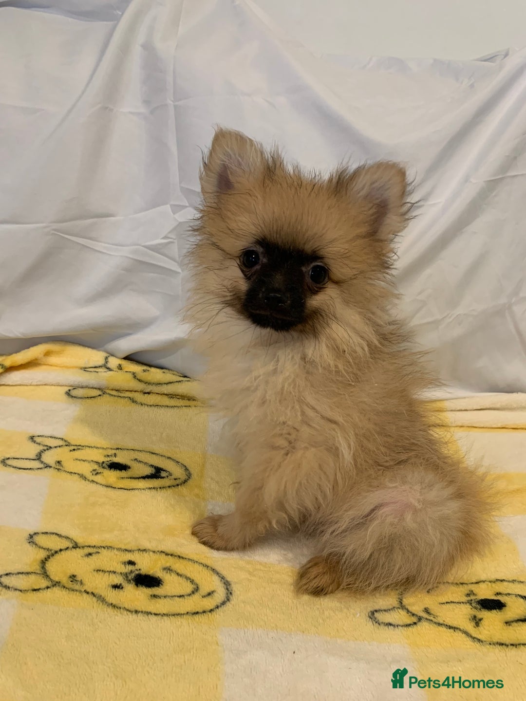 Pomeranian dogs for sale: Pomeranian  - Image 3