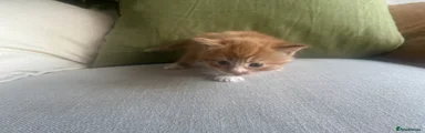 Ginger girl 