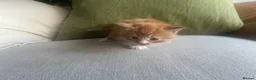 Mixed Breed cats for sale: Three (3) ginger kittens for sale - Advert 4