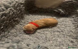 Mixed Breed dogs for sale: 👑 Superb Rare Health Teated Cockadoodledoo Pups - Image 6