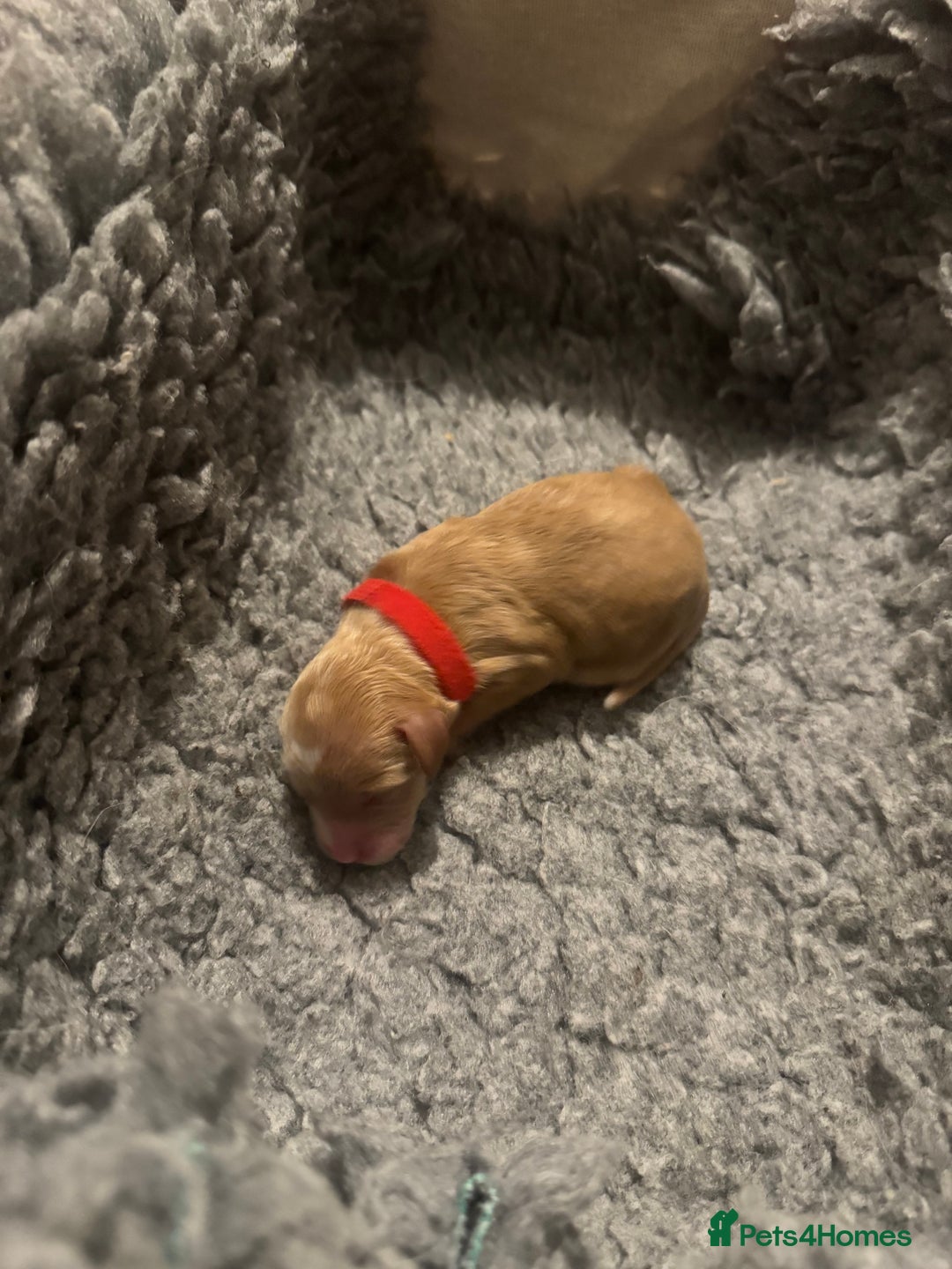 Mixed Breed dogs for sale: 👑 Superb Rare Health Teated Cockadoodledoo Pups - Image 6