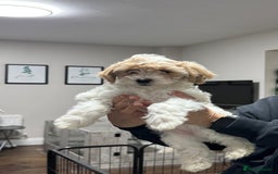 Maltipoo dogs for sale: 3 Gorgeous Maltipoo Puppies - Advert 7