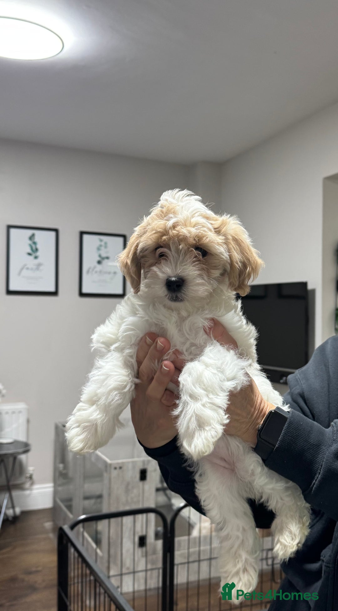 Maltipoo dogs for sale: 3 Gorgeous Maltipoo Puppies - Advert 7