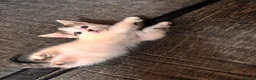 Domestic Shorthair cats for sale: Beautiful kittens ready for their forever homes 🩷 - Advert 2