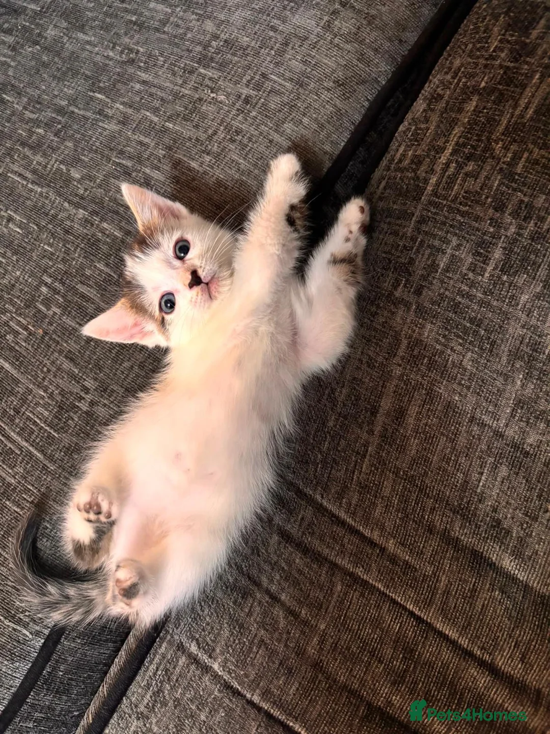 Domestic Shorthair cats for sale: Beautiful kittens ready for their forever homes 🩷 - Advert 2
