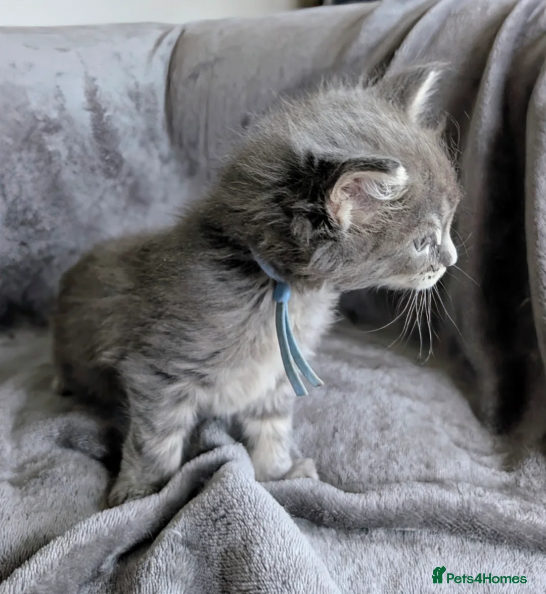 Maine Coon cats for sale: Chunky Maine Coons  - Advert 17