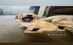 Mixed Breed dogs for sale: Gorgeous Double Doodle Puppies in Stourbridge - Image 17
