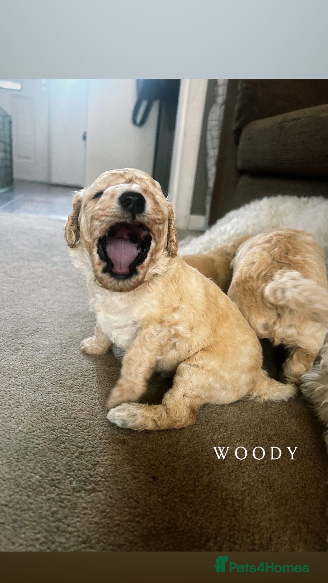Mixed Breed dogs for sale: Gorgeous Double Doodle Puppies in Stourbridge - Image 17