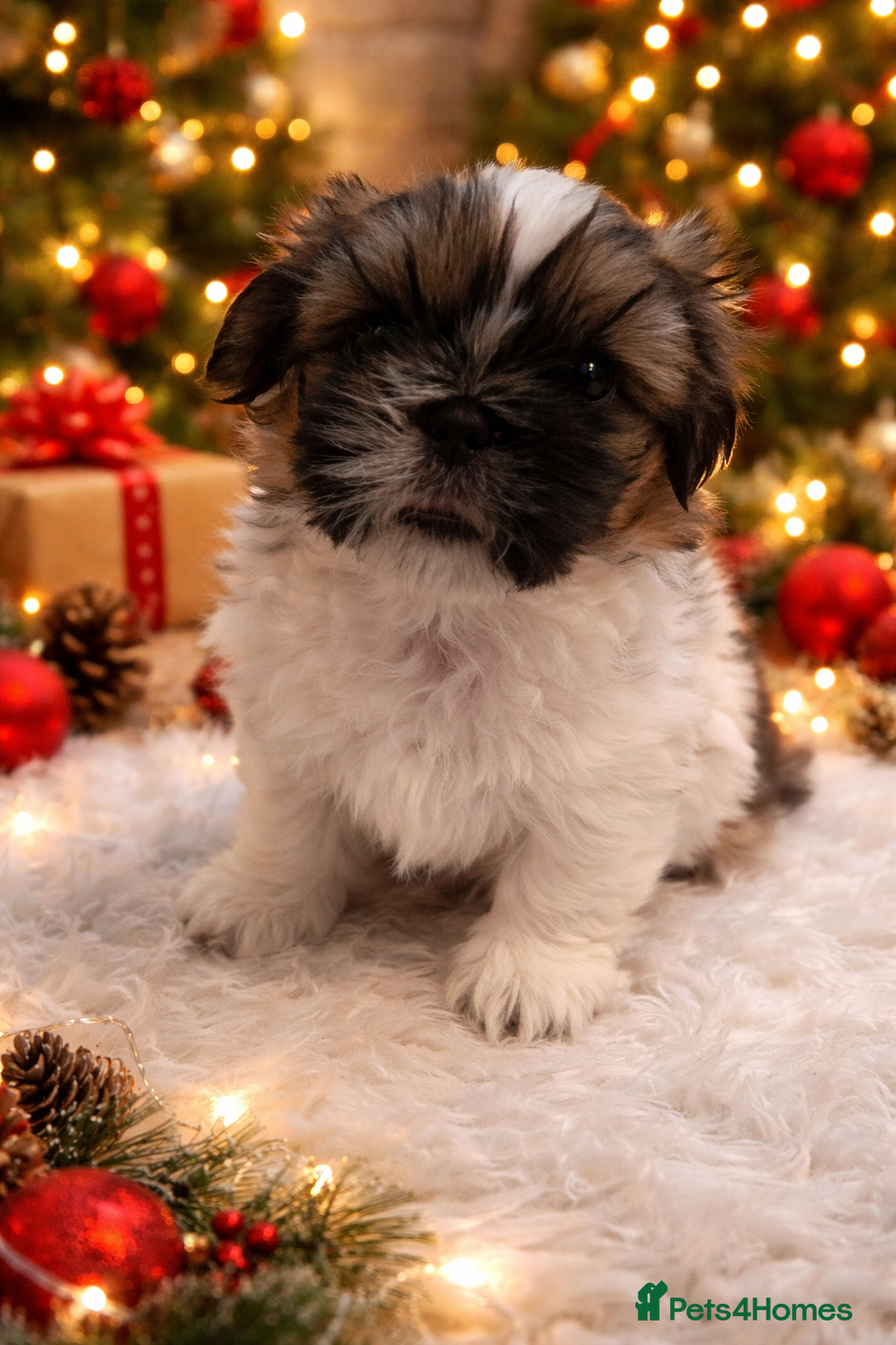 Shih Tzu dogs Beautiful shihtzu puppies  - Advert 14