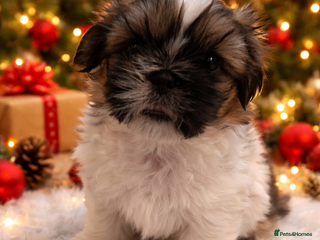 Shih Tzu dogs Beautiful shihtzu puppies - Advert 8