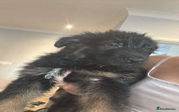 German Shepherd dogs for sale: *NOW REDUCED* German Shepherd Puppies in Grimsby - Image 21