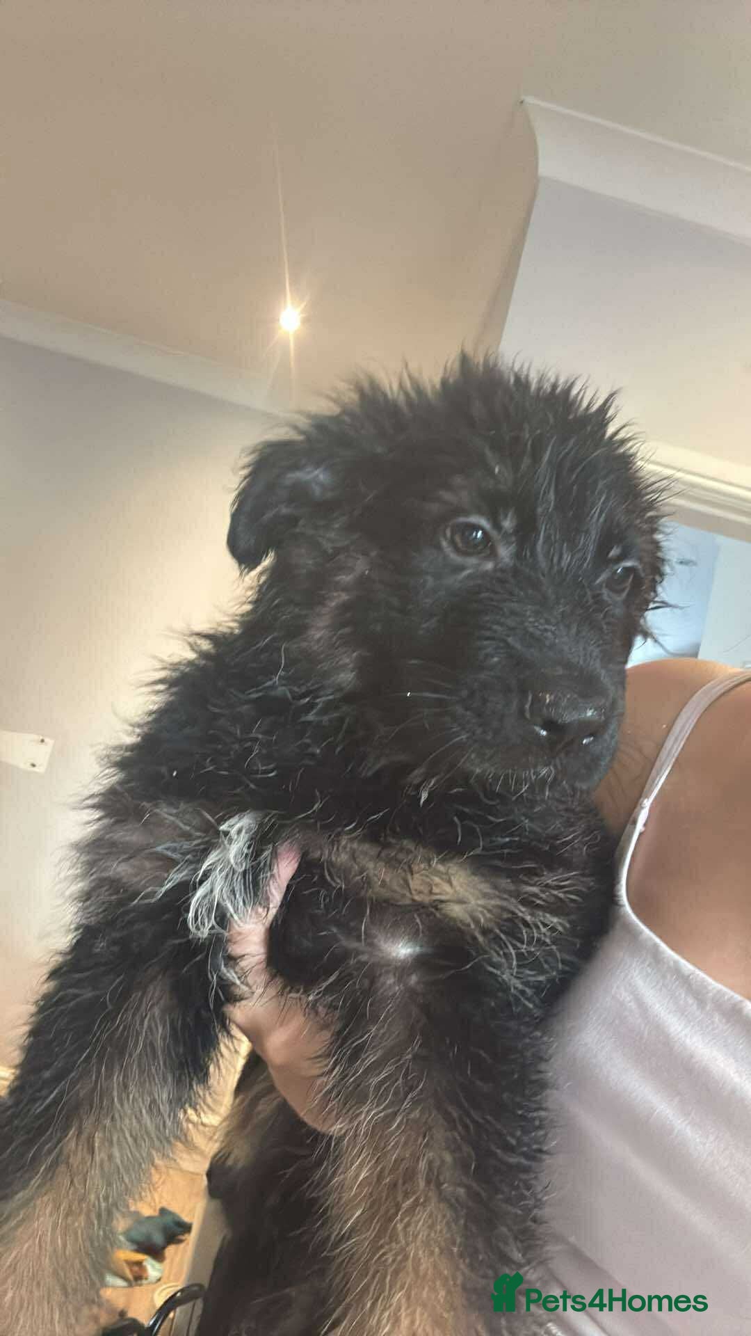German Shepherd dogs for sale: *NOW REDUCED* German Shepherd Puppies in Grimsby - Image 21