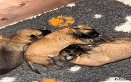 Belgian Shepherd Dog dogs for sale: Top working line puppies  - Image 1