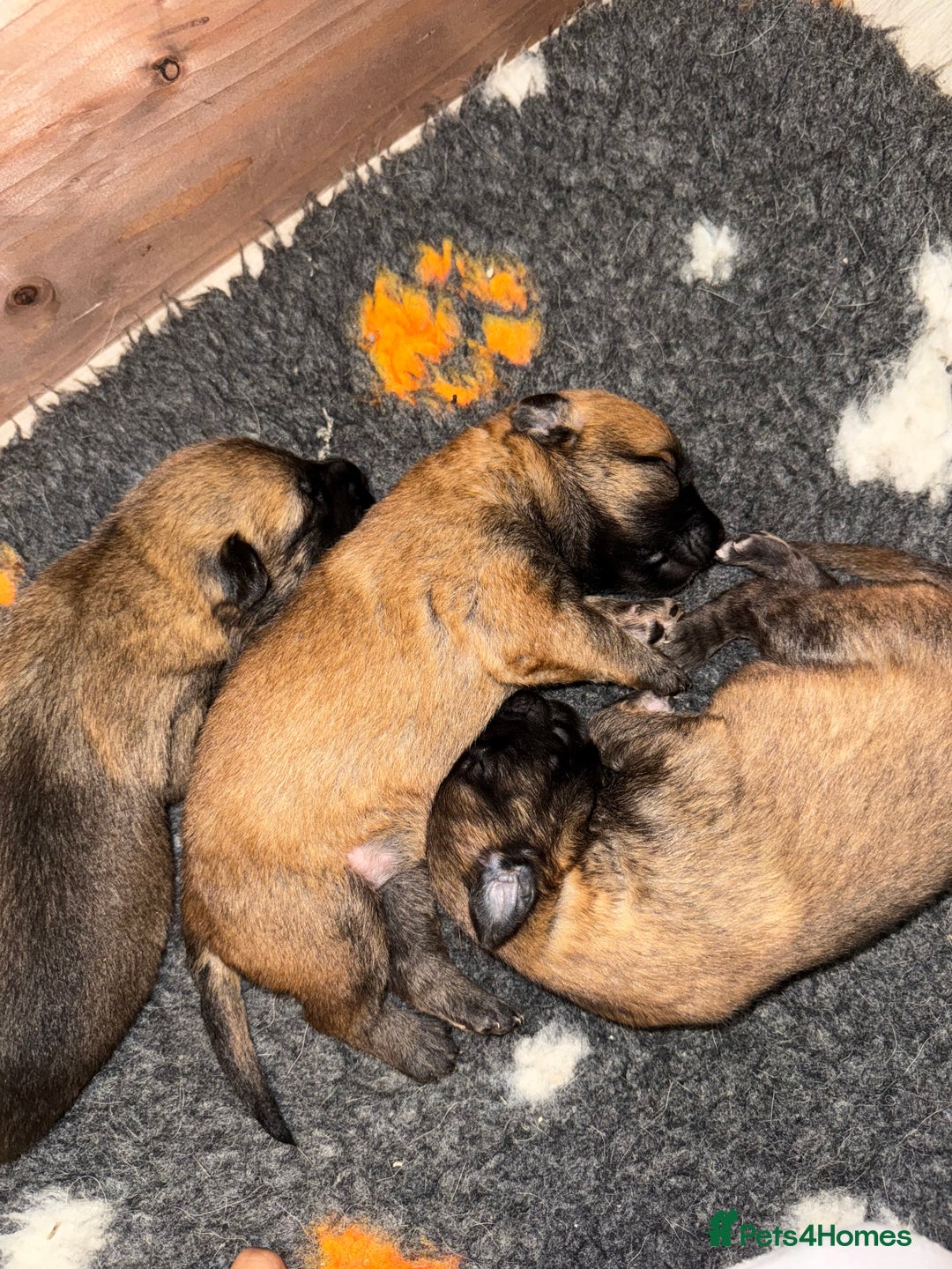 Belgian Shepherd Dog dogs for sale: Top working line puppies  - Image 1