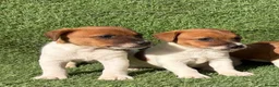 Jack Russell dogs for sale: Pure breed short tail Jackrussell pups  - Advert 11