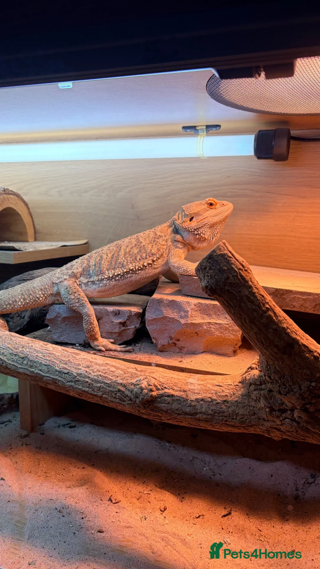 Bearded Dragon reptiles for sale: Bearded dragon for sale  in Thornton-Cleveleys - Advert 3