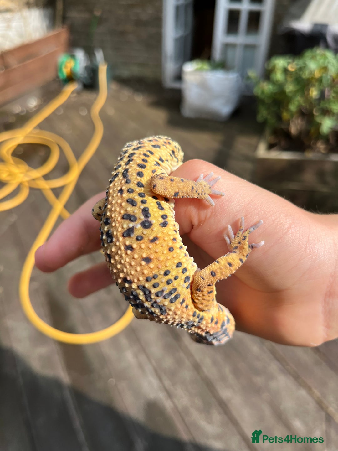 Leopard Gecko reptiles for sale: Leo the Leopard Gecko. Black Night/Mack Snow - Image 13