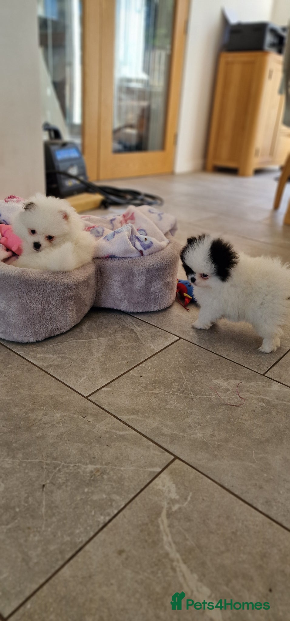 Mixed Breed dogs 3/4 Pomeranian x 1/4 pekingnese boys only left - Advert 8