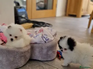 Mixed Breed dogs 3/4 Pomeranian x 1/4 pekingnese boys only left - Advert 8