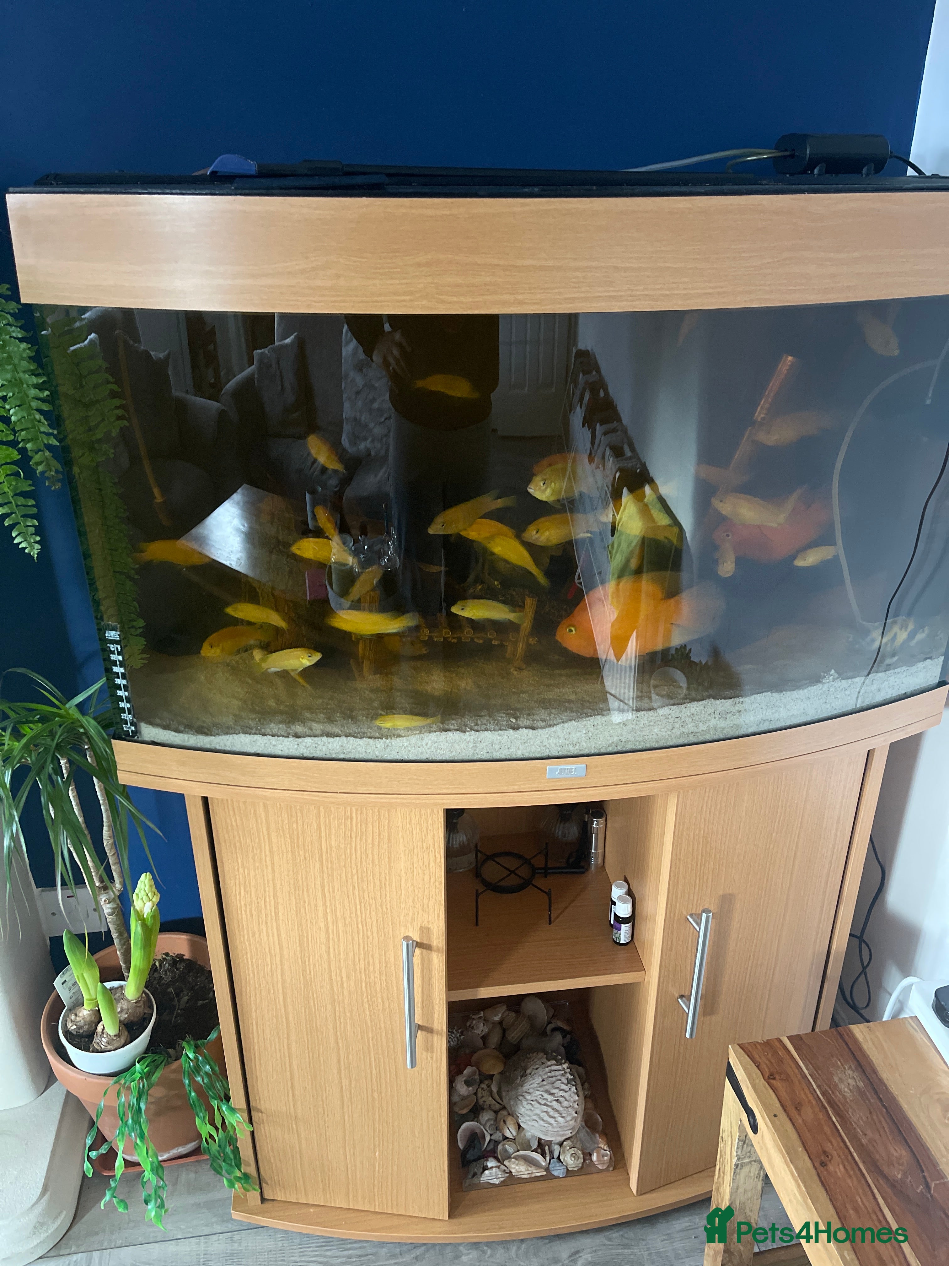Cichlids fish Full setup aquarium  - Advert 14