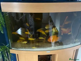 Cichlids fish Full setup aquarium - Advert 14
