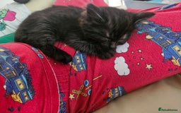 British Longhair cats for sale: British Longhair Tabby Kittens - Image 6