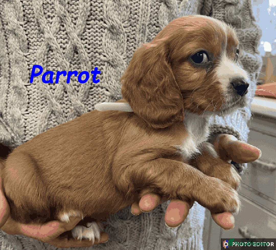 Cockalier dogs for sale: Adorable Cockalier Puppies - Advert 36