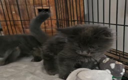 Maine Coon cats for sale: Maine coon purebred pedigre xl active in Barnsley - Image 20