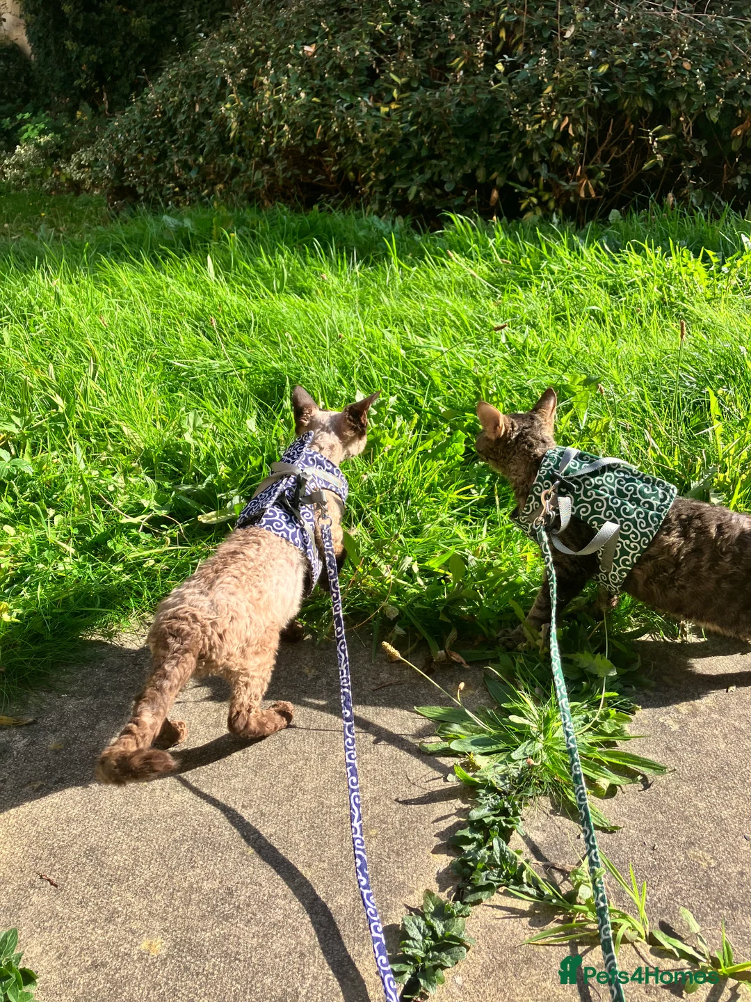 Devon Rex cats for sale: GCCF Registered Young Adult Females - Advert 10