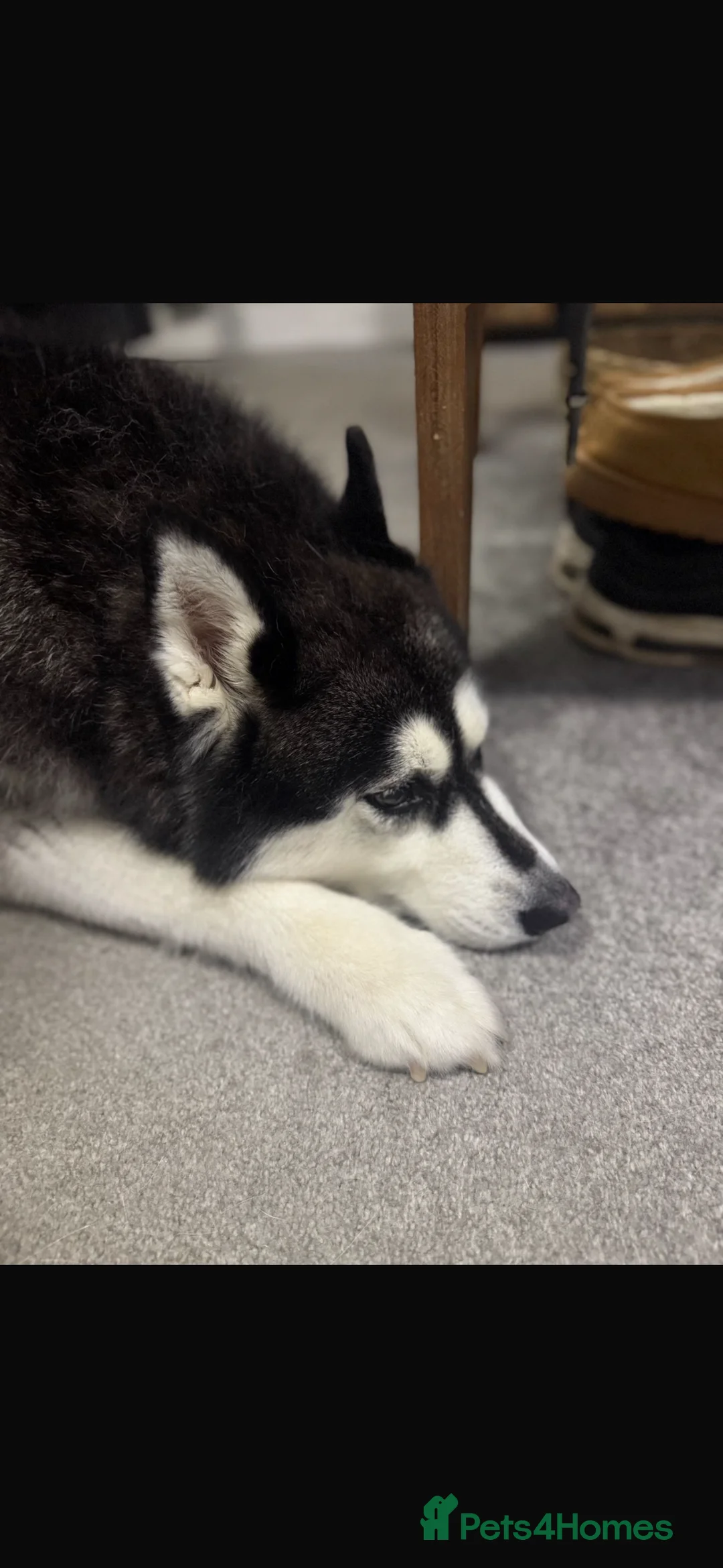 Siberian Husky dogs for sale: Siberian Husky For Sale in Brighton - Advert 2