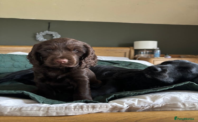 Cocker Spaniel dogs - Advert 9
