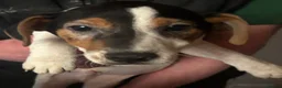 Jack Russell dogs for sale: Jack Russell pups  - Advert 8