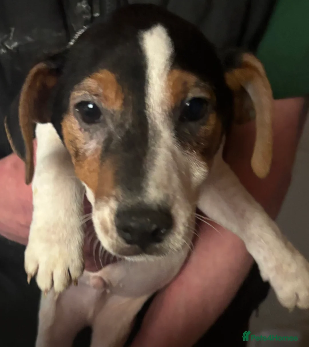 Jack Russell dogs for sale: Jack Russell pups  - Advert 8