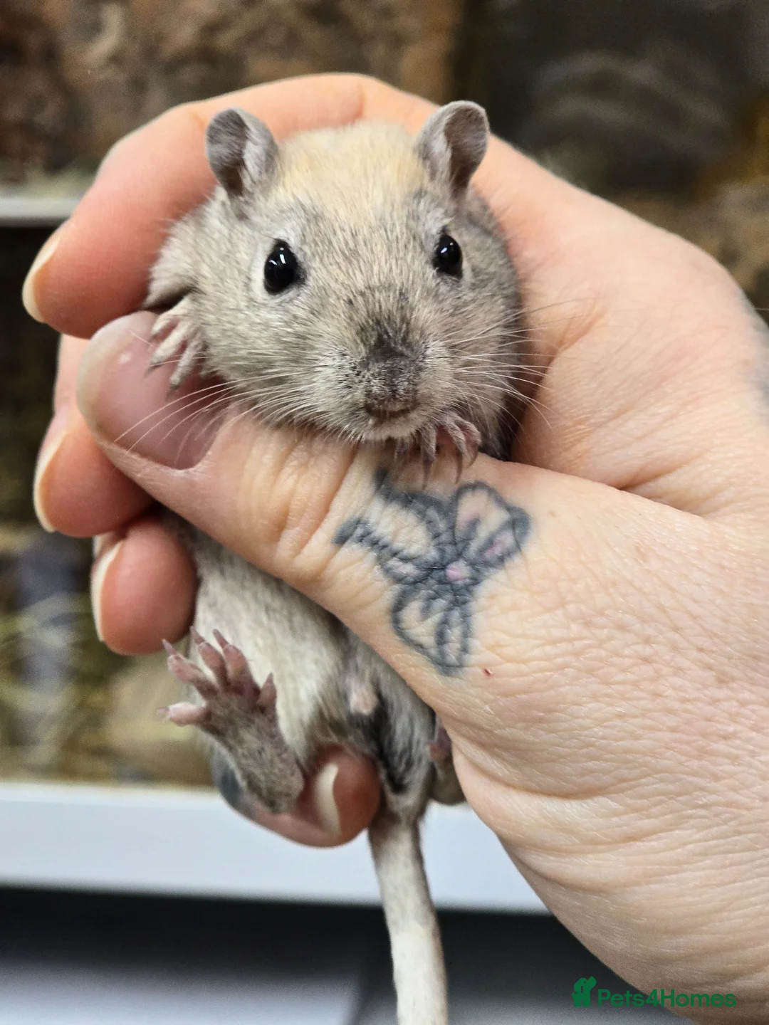 Gerbil rodents for sale: Baby gerbils boys and girls mixed colours  - Advert 15