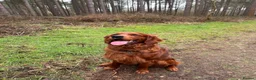 Mixed Breed dogs for stud: Golden Retriever x Irish Setter - Advert 5