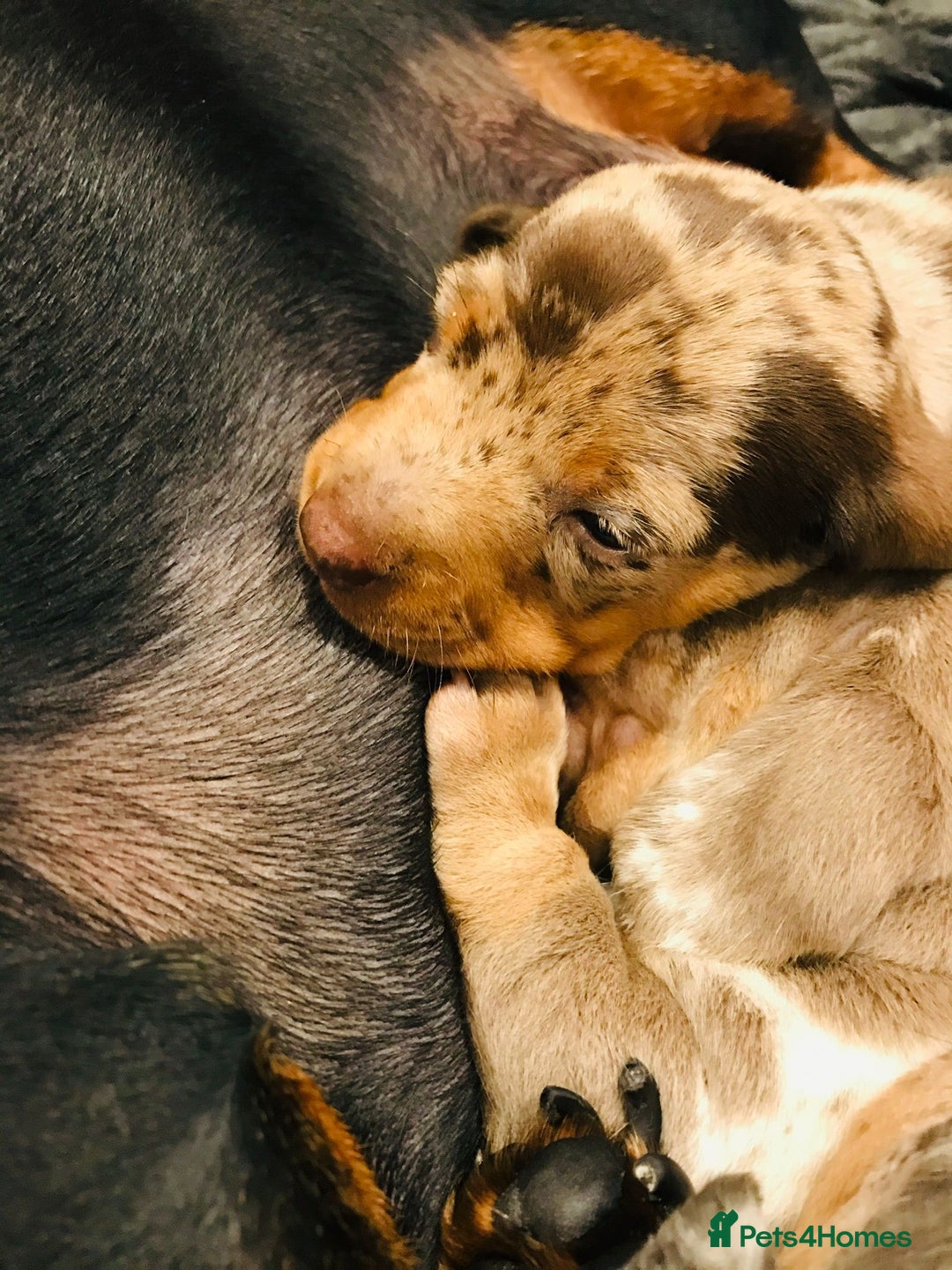 Miniature Dachshund dogs for sale: 4 beautiful miniature dachshunds 4 weeks old - Image 12